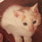 Profile Picture of Joey Moran (@joeymoran6) on Instagram