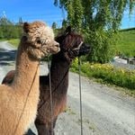 Profile Picture of Lillian (@alpakka_melhus) on Instagram