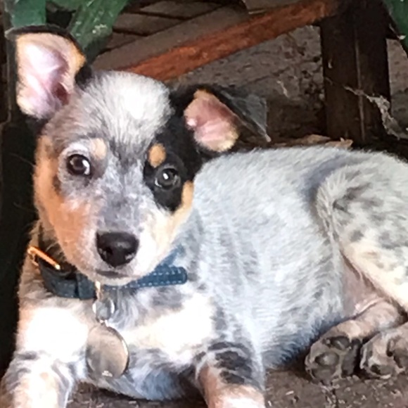 Profile Picture of Lily Binelli (@lbinelli) on Poshmark