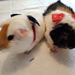 Profile Picture of Bruce & Raymond (@bruce_raymond_piggies) on Instagram