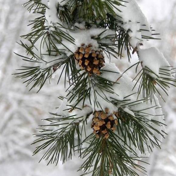 Profile Picture of Brooke Strebeck (@brookestrebeck) on Poshmark