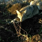 Kyle Meek - Youtube Profile Picture of Kyle Meek (@kylemeek259) on Youtube