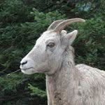 Profile Picture of Marc Fagelman (@fagelmanmarc) on Instagram