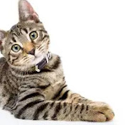 Profile Picture of Jocelyn Alvarado (@jocelynalvarado5156) on Youtube