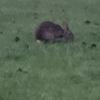 Profile Picture of raymondbreault (@raymondbreault) on Tiktok
