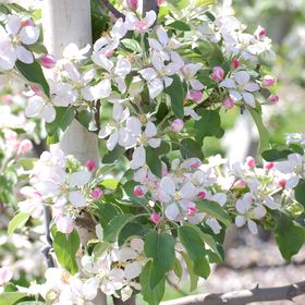 Profile Picture of Paula Hallam (@howiehallam) on Pinterest