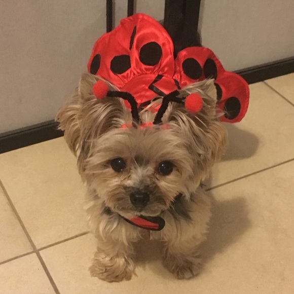 Profile Picture of Jodi Polanski (@jodip333) on Poshmark