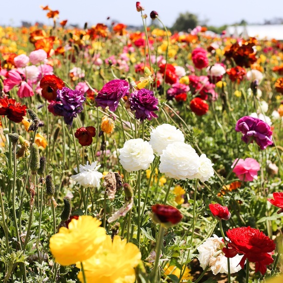 Profile Picture of Kyleigh Dwyer (@kdwyer3405) on Poshmark