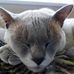 Profile Picture of David Rossiter (@david.rossiter.718) on Facebook