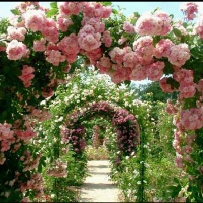 Profile Picture of Sohad Al Grady (@maya_soso) on Twitter