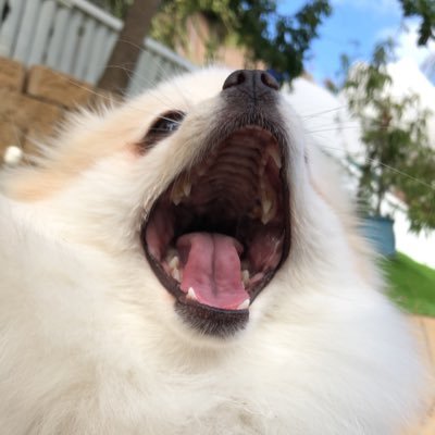 Profile Picture of Cody Tran (@CTranlel) on Twitter