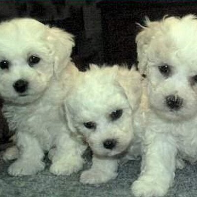 Profile Picture of Sarah Wächter (@sarahmariewaech) on Twitter