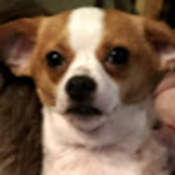 Profile Picture of Connor Carr (@ccarrohva) on Poshmark