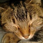 Profile Picture of Peter Van Dongen (@peter.vandongen.376) on Instagram