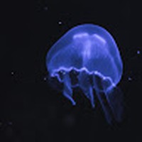 Profile Picture of Darrick Stewart (@darrick-stewart) on Quora