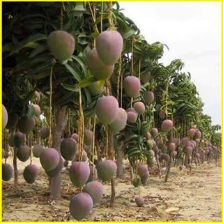 Profile Picture of Andrew Kibush (@Andrew-Kibush) on Facebook