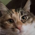 Profile Picture of Liliana Antolec (@Liliana-Antolec) on Facebook