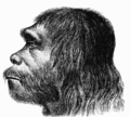 Profile Picture of Neanderthals in popular cultureon Wikipedia