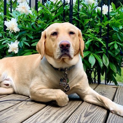 Profile Picture of Stephen Balogh (@StephenBalogh3) on Twitter