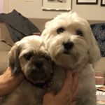 Profile Picture of Tina & Mabel Ting Seplow (@uh_uh_tina) on Instagram