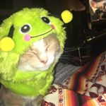 Profile Picture of Robin Allen (@catlovinrobin) on Instagram