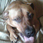 Profile Picture of roxy🐶 (@roxy_wyatt) on Instagram