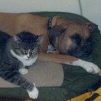 Profile Picture of David Shehan (@dshehan64) on Twitter