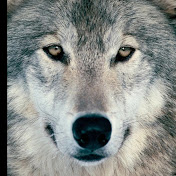 Profile Picture of Grayson Wolfe (@graysonwolfe08) on Youtube