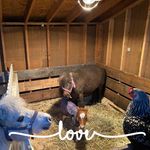 Profile Picture of Michelle Shelley Labonte (@mahchelley) on Instagram