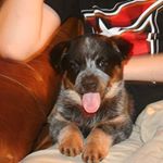 Profile Picture of Joseph Leonardi (@josephleonardi7771) on Instagram