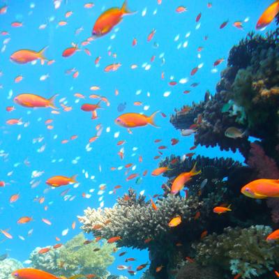 Profile Picture of Aaron Meister (@AReefRParty) on Twitter