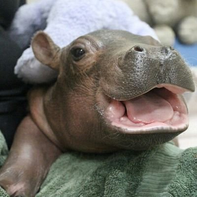 Profile Picture of Michael Duran (@babyhippo1995) on Twitter