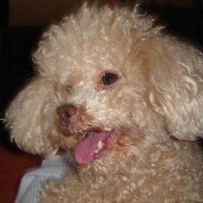 Profile Picture of Stefania Simoneschi (@DanSimoneschi) on Twitter