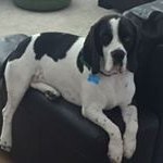 Profile Picture of Buddy Long Ears (@buddylongears) on Instagram