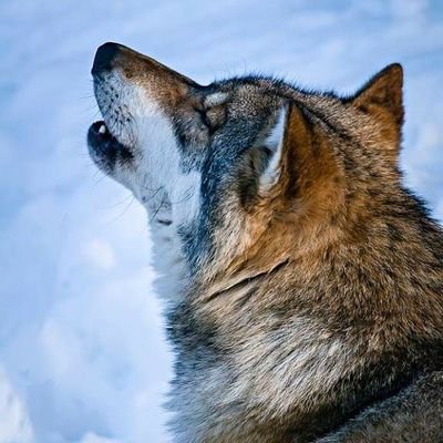 Profile Picture of Jose Avalos Gonzalez (@gonzalez_avalos) on Twitter