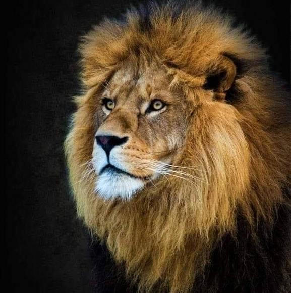 Profile Picture of Sandra Becht (@sandrabecht_79) on Poshmark