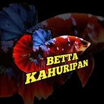 Profile Picture of Cupang Klaten Betta Klaten (@bettakahuripan) on Instagram