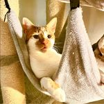 Profile Picture of Sandor van Asselen (@labradoodlefokker_boxtel) on Instagram