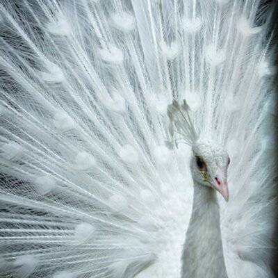 Jo Robins - Twitter Profile Picture of Jo Robins (@jr_robins) on Twitter