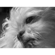 Profile Picture of Michael Suozzo (@suozzo) on Youtube