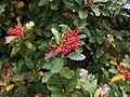 Profile Picture of Sorbus mougeotiion Wikipedia