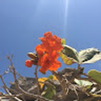 Profile Picture of Ariel Montano (@ariel-montano-10) on Quora