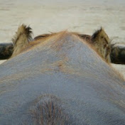 Profile Picture of Naoto Izutsu (@idetsu) on Youtube