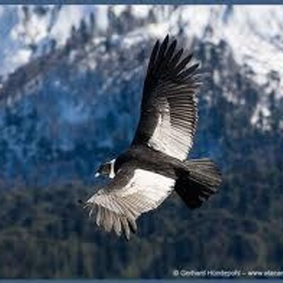 Profile Picture of MARTIN BARONE (@mandarina14) on Twitter