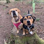 Profile Picture of Tia_Maria&Rocky🐾 (@tiaandrockythefurbabies) on Instagram