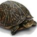 Profile Picture of Phillip McLaughlin (@alex_mcl96) on Pinterest