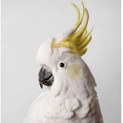 Profile Picture of Gao qiong (@flybirdgg) on Twitter