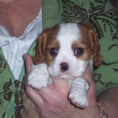 Profile Picture of Becky (@BecknrichManor) on Twitter