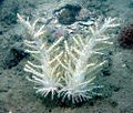 Profile Picture of Studeriotes longiramosaon Wikipedia