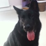 Profile Picture of Norman Prentice (@norman_the_gsd) on Instagram